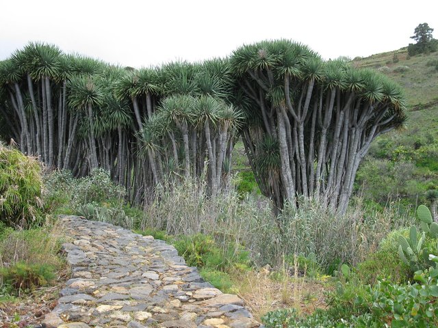 dragon-tree-1987202_1280.jpg