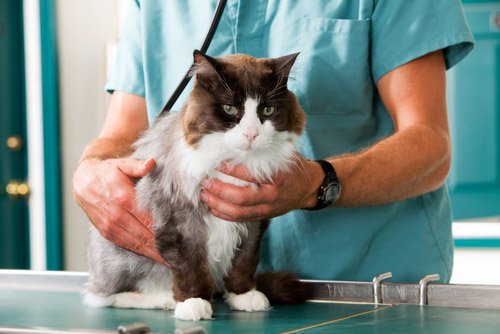 vet-checking-for-heart-murmur-in-cats.jpg