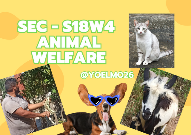 SEC - S18W4 _ Animal Welfare_20240612_170315_0000.png