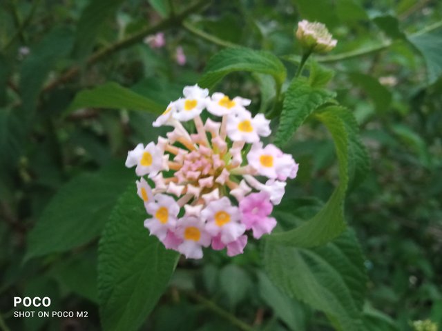 IMG_20250415_053840.jpg