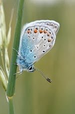 nature-insect-butterfly-macro-71107.jpeg