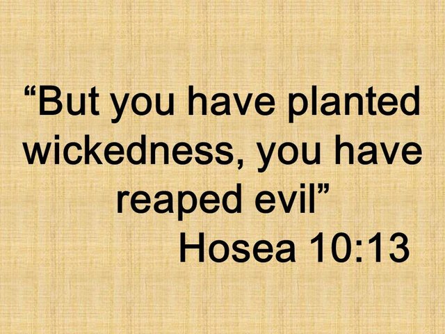 A spiritual law from the Bible. But you have planted wickedness, you have reaped evil. Hosea 10,13.jpg