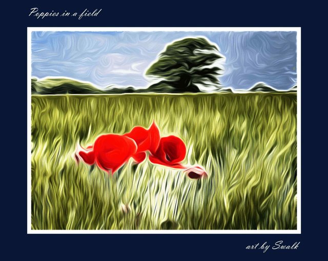 Poppies in a field.jpg