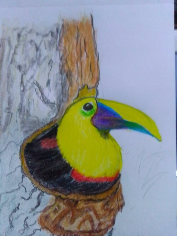 tucan4.jpg