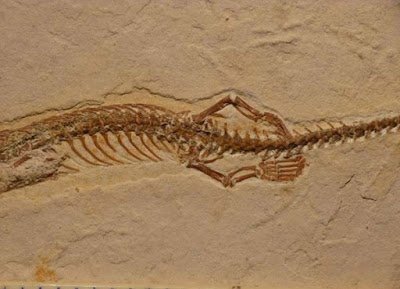 4-legged-snake-fossil-2_1-1.jpg