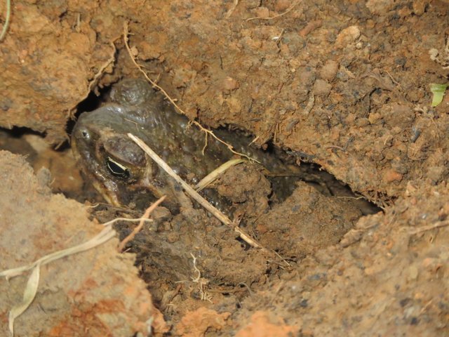 Camouflaged frog.JPG