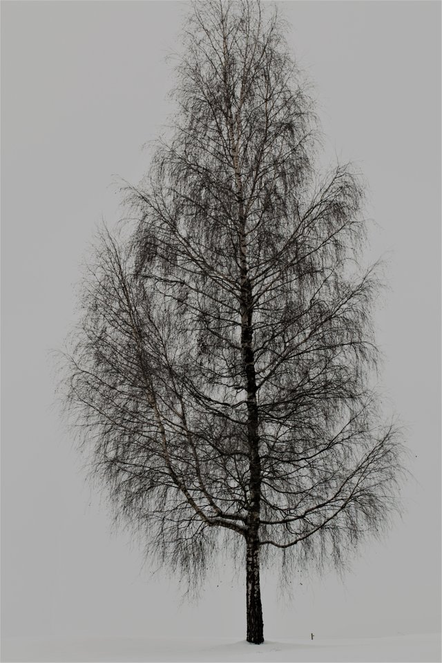 Baum im Winter.jpg