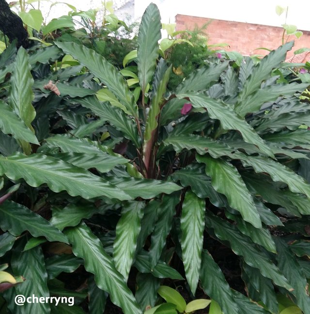 Calathea rufibarba copy.jpg