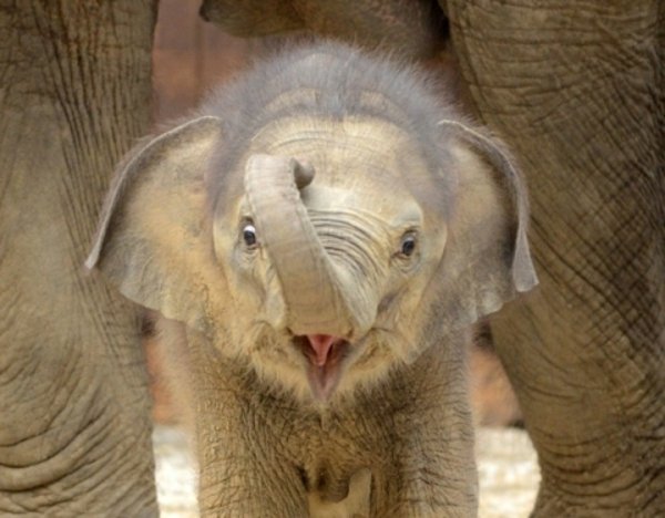 super-süßes-baby-elefant.jpg