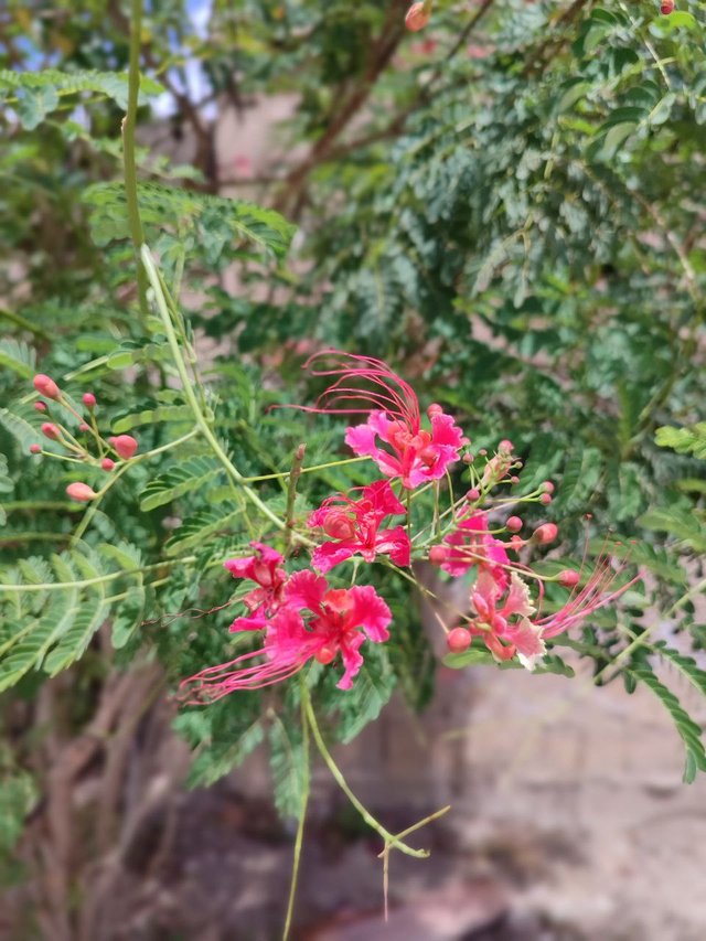 Flor Caesalpinia pulcherrima 7.jpg
