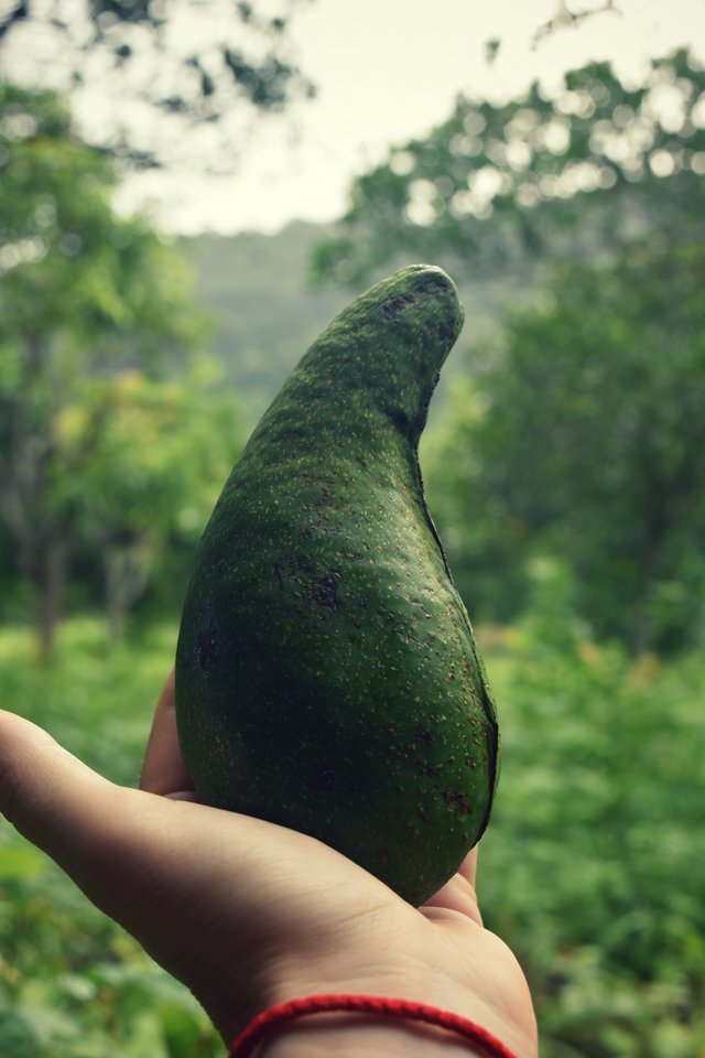 avocado-pesto-12.jpg