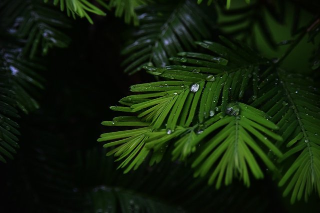 water-droplets-1744256_1280.jpg