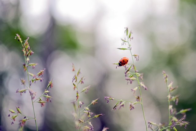 ladybug-5355655_1280.jpg