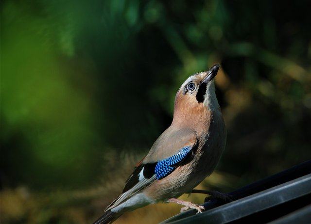 jay-5069469_1920.jpg