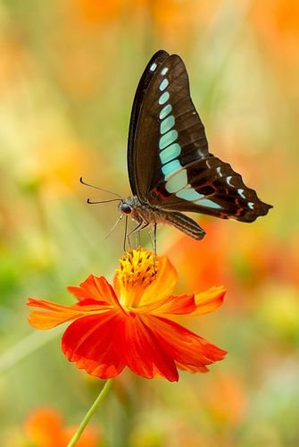 Common Bluebottle.jpeg