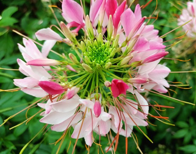 7 spider flower.jpg