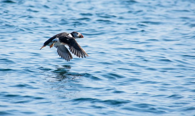 puffin away - by steve j huggett.jpg