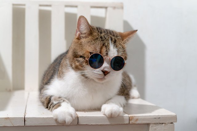 close-up-of-cat-wearing-sunglasses-while-sitting-royalty-free-image-1571755145.jpg