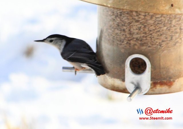 White-Breasted NuthatchPFW10_0493.JPG