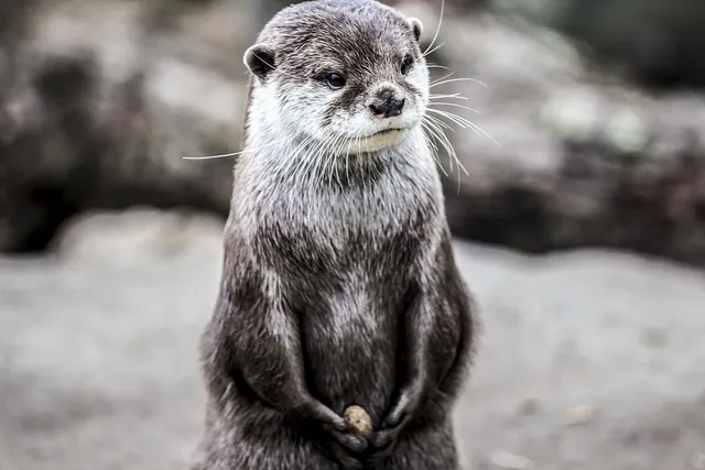 otter-animal-7888479_1280-c-pixabay.webp