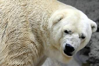 oso polar.jpg