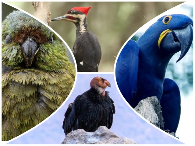 10 Rarest Birds in the World.jpg