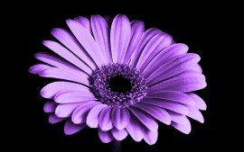violet_daisy_flower_4k-t1.jpg