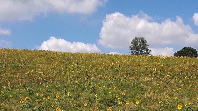 Sonnenblumenfeld.jpg