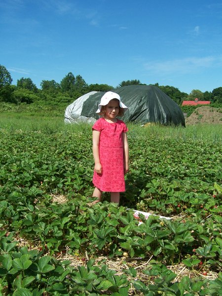 Picking strawberries - singing girl crop June 2018.jpg