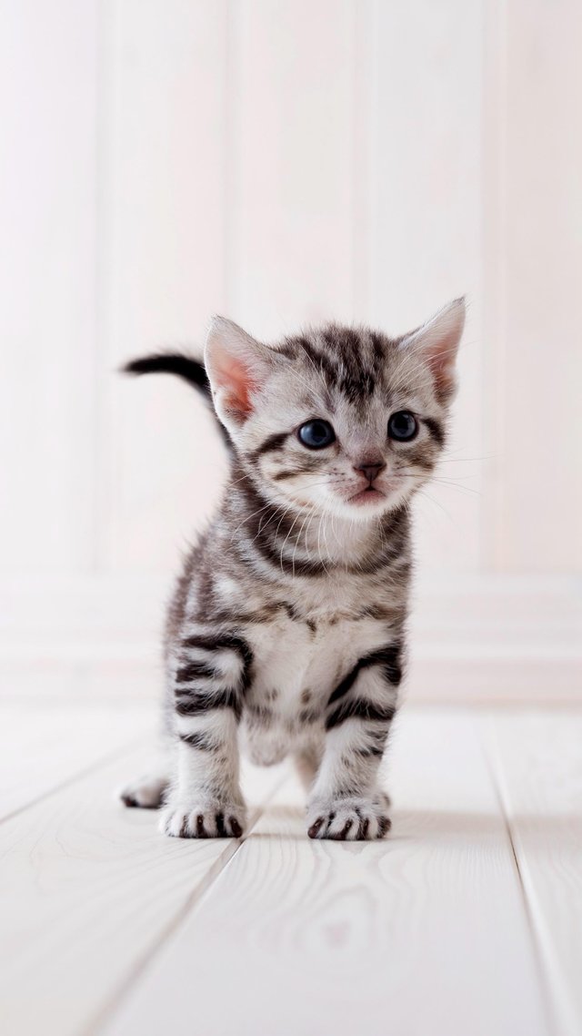 Little milk cat.jpg