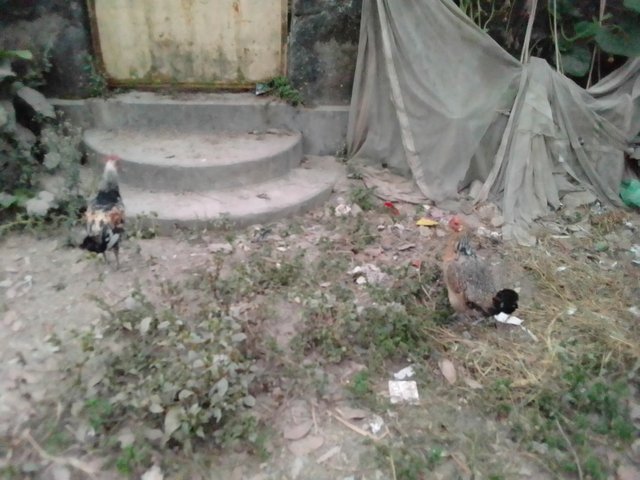 IMG_20250202_175445.jpg