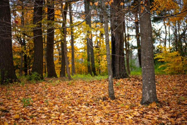 free-photo-of-forest-in-autumn.jpeg