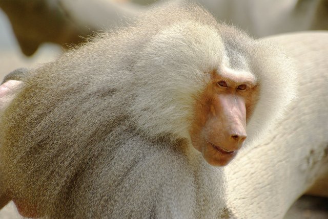 baboon-216094_1920.jpg