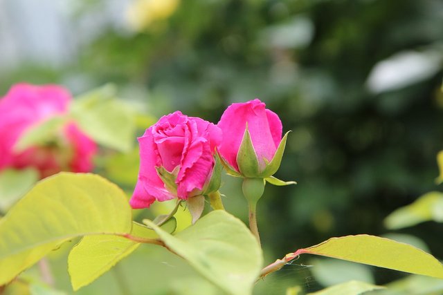 Rosebush-Pink-Color-Pink-Pink-Rose-Pink-Button-3436220.jpg
