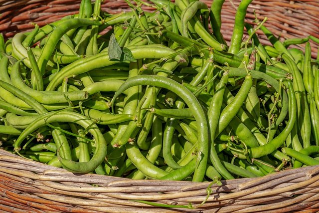 bush-beans-gfb81015df_1920.jpg
