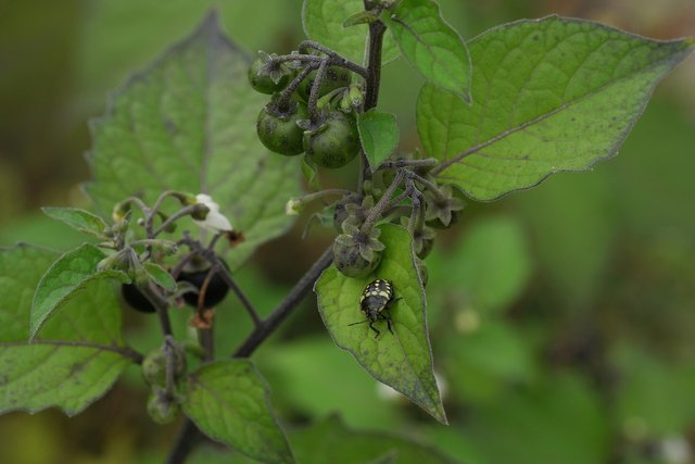 solanum-nigrum-4488182_1920.jpg