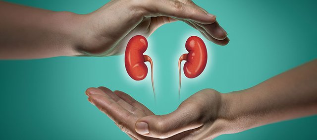 good-kidney-health-Metropolis-Healthcare.jpg