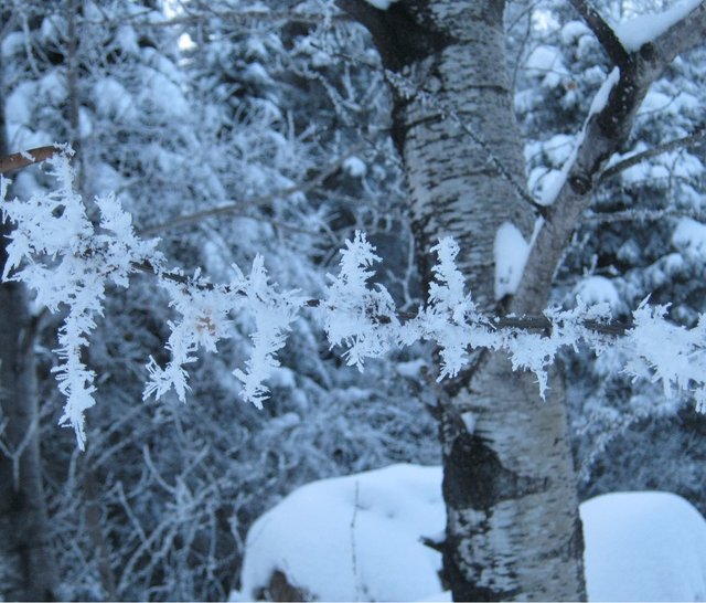 hoar frost crystals on branch by popular tree.JPG