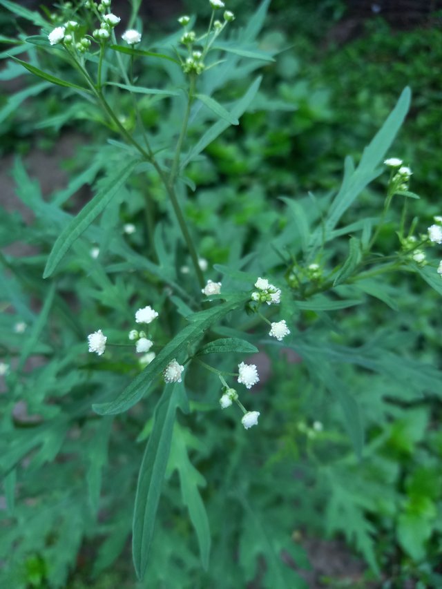 20250602_073340.jpg