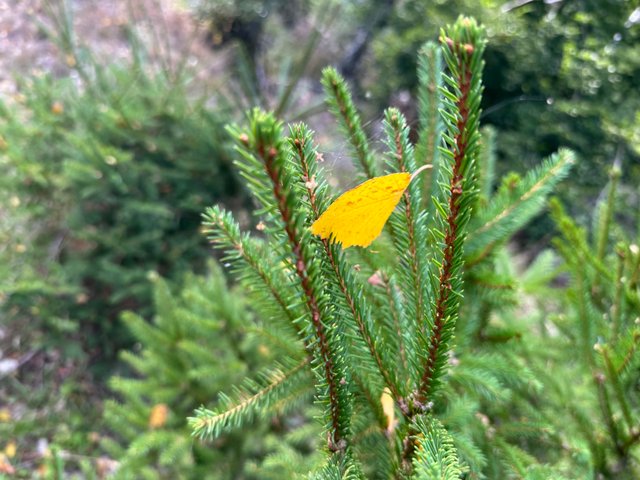 IMG_0575.jpeg