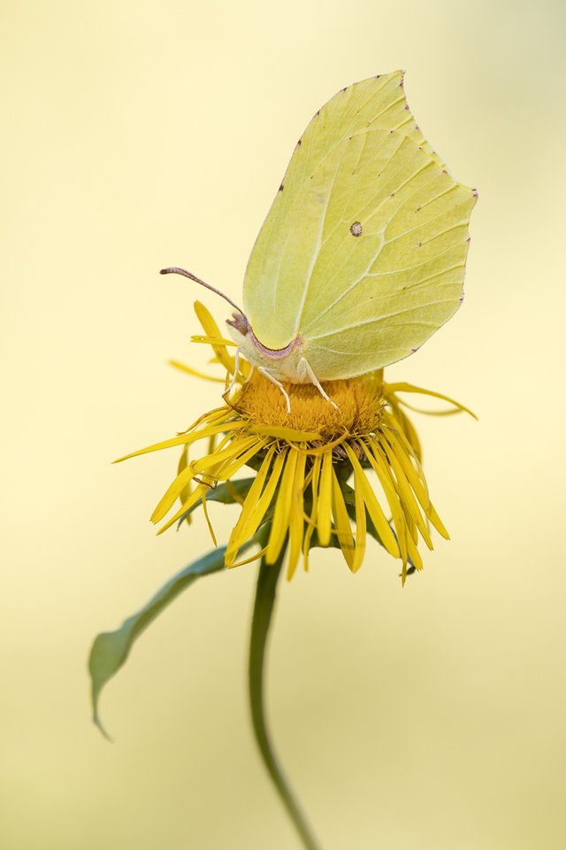 Zitronenfalter (Gonepteryx rhamni)_CI4A1788-BF.jpg