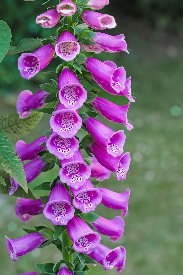 thimble-common-foxglove-digitalis-purpurea-cinquefoil-128868.jpeg