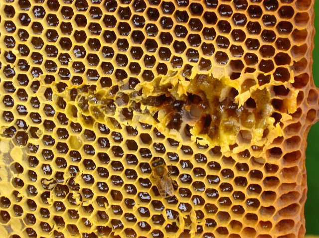 honeycomb_and_bee.JPG