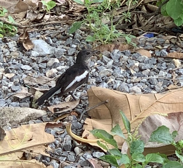 bird7.jpg