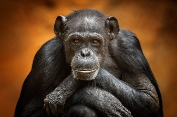 common-chimpanzee.jpg