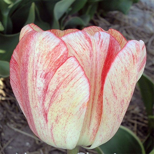 lala-tulip-blushing-apeldorn-lalatulipblushingapeldorn_5f5fb91a2ffba.jpg