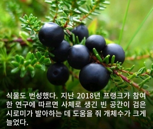 시로미.PNG