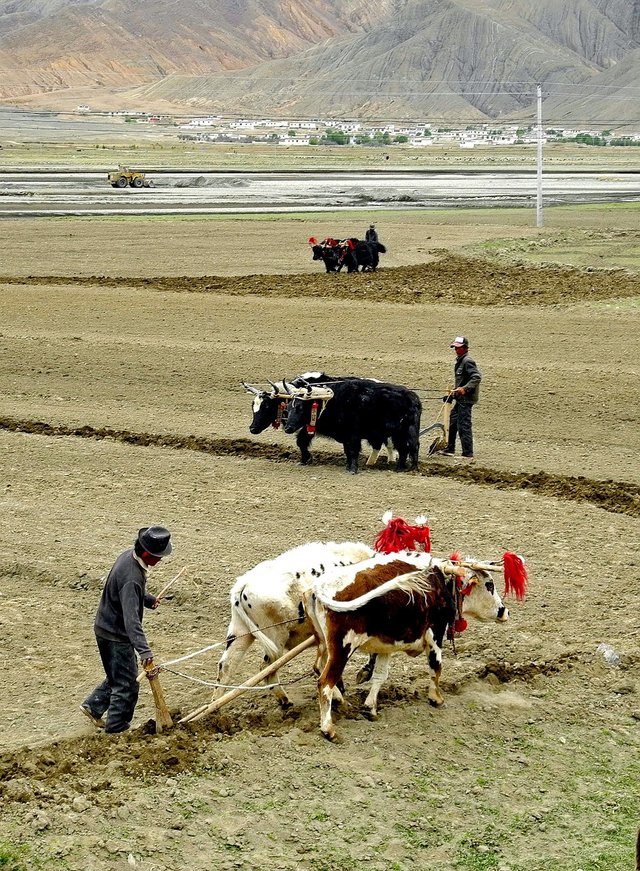 tibet-79146_1280.jpg