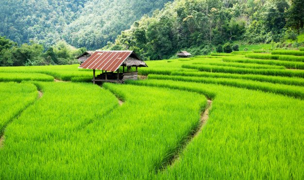 terrace-rice-field-thailand_38810-1837.jpg