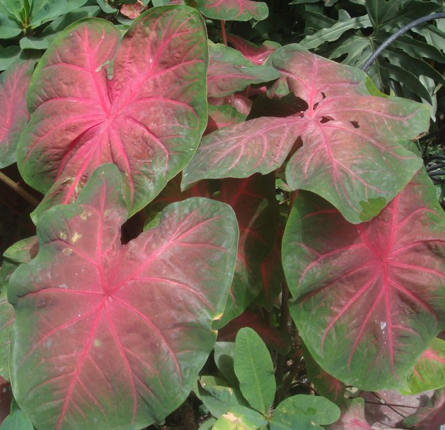 Caladium.JPG